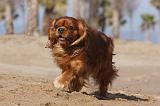CAVALIER KING CHARLES 481